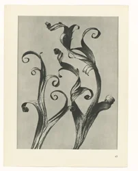 Plant Study (series title: Urformen der Kunst)