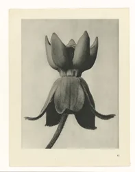 Plant Study (series title: Urformen der Kunst)