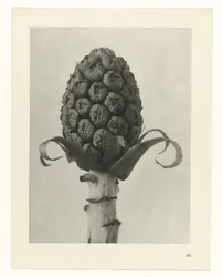 Plant Study (series title: Urformen der Kunst)
