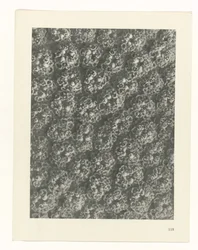 Plant Study (series title: Urformen der Kunst)