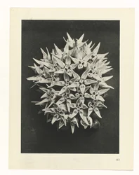 Plant Study (series title: Urformen der Kunst)