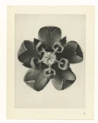 Plant Study (series title)