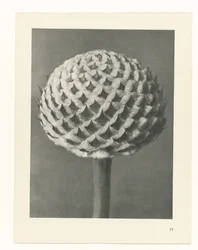 Plant Study (series title)