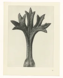 Plant Study (series title)