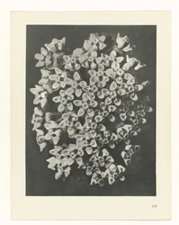 Plant Study (series title)