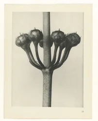 Plant Study (series title)