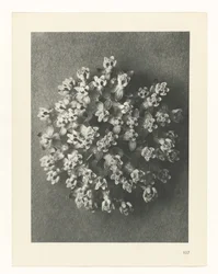 Plant Study (Urformen der Kunst series)