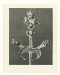 Plant Study (Urformen der Kunst series)