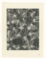 Plant Study (Urformen der Kunst series)