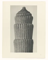 Plant Study, Equisetum hiemale (series title: Urformen der Kunst)