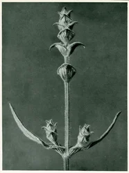 Salvia