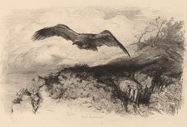 Eagle in Flight