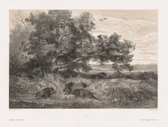 Animals and Landscape after Nature: Wild Boar in a Pond