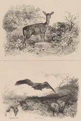 Deer, Eagle