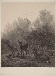 Deer at Rest