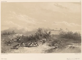 Wild Ducks