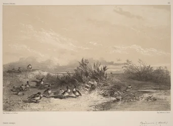 Wild Ducks