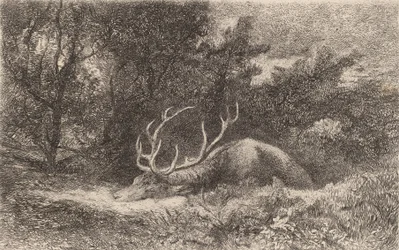 Resting Deer