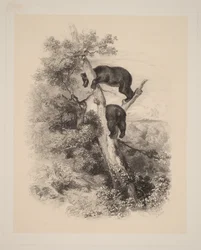 Two Bears