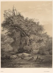 Pheasants
