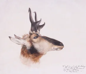 Head of an Antelope
