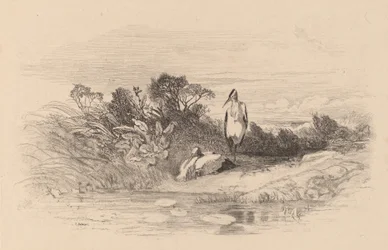 Herons