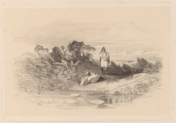 Herons