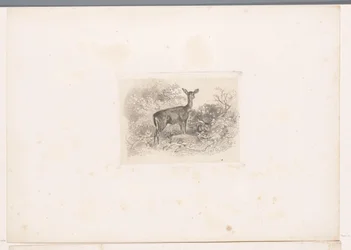 Hind in the Forest