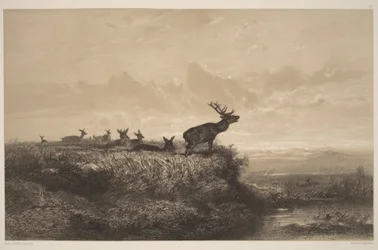 The Morning. Stag and Hinds