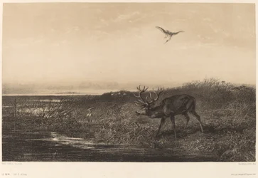 Evening. Deer and Herons