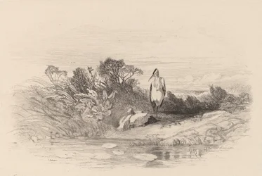 The Two Herons