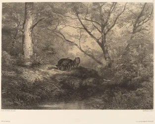 Young Wild Boars