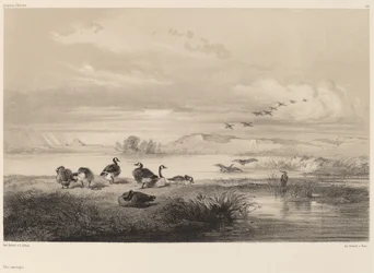 Wild Geese