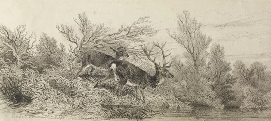 Stag in the Woods
