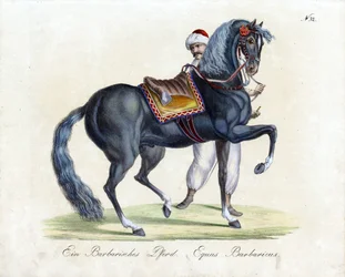 A Barbary Horse
