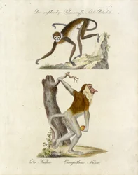 African Monkeys