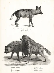 African Wild Dog, Spotted Hyena, and Striped Hyena
