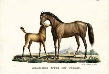 Arab Horse With Fowl