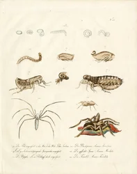 Arachnids and Developmental Stages of Insects