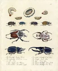 Beetle Collection with Developmental Stages