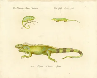 Chameleon, Gecko, and Iguana