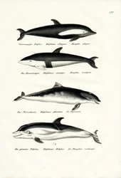 Different Kinds Of Dolphins, 1824