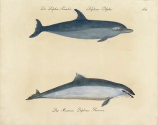 Dolphins