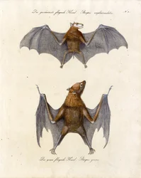 Flying Foxes