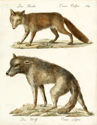 Fox and Wolf