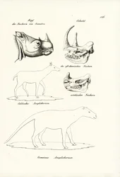 Head Of Sumatra-Rhinoceros