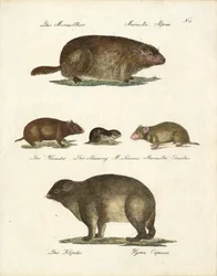 Marmot and Other Rodents