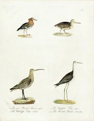 Native Marsh and Shore Birds