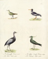 Native Wading and Running Birds