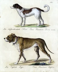 Newfoundland Dog and English Mastiff